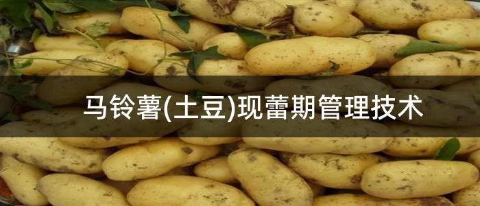 马铃薯(土豆)现蕾期管理技术
