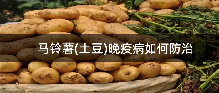 马铃薯(土豆)晚疫病如何防治