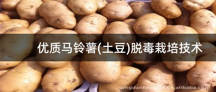 优质马铃薯(土豆)脱毒栽培技术