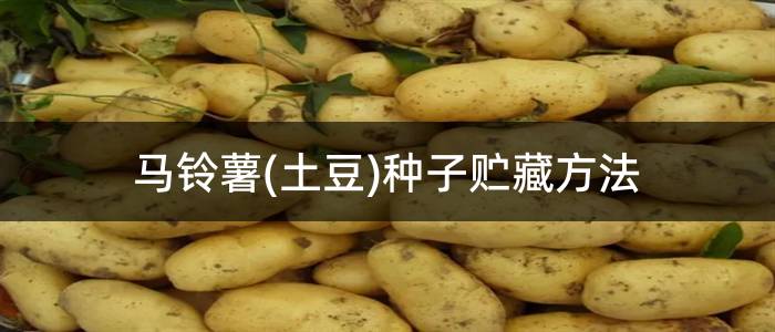 马铃薯(土豆)种子贮藏方法