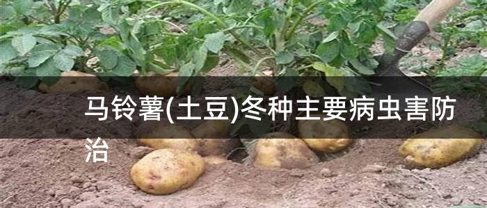 马铃薯(土豆)冬种主要病虫害防治