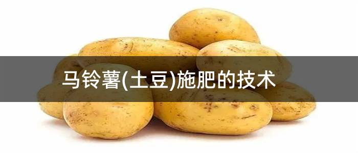 马铃薯(土豆)施肥的技术