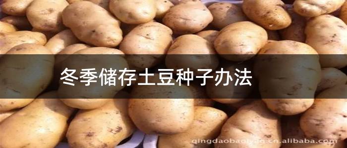 冬季储存土豆种子办法