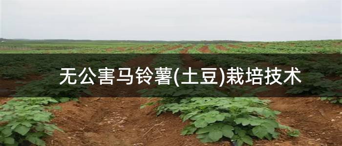 无公害马铃薯(土豆)栽培技术