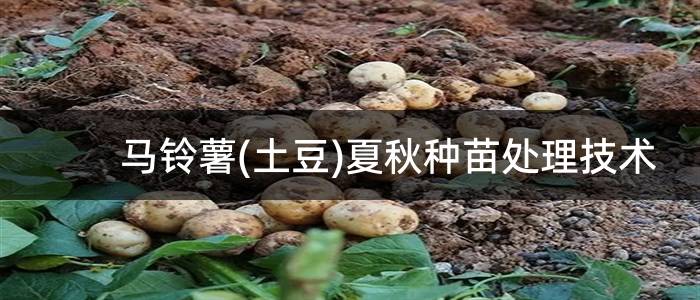 马铃薯(土豆)夏秋种苗处理技术
