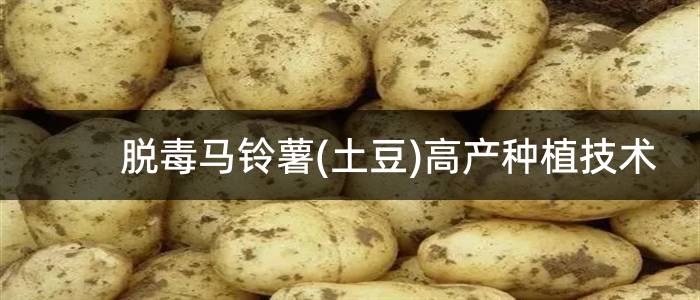 脱毒马铃薯(土豆)高产种植技术