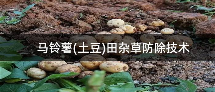 马铃薯(土豆)田杂草防除技术