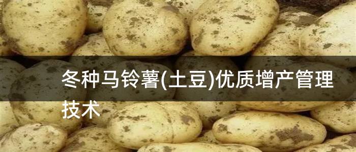 冬种马铃薯(土豆)优质增产管理技术