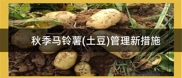 秋季马铃薯(土豆)管理新措施