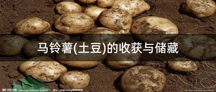 马铃薯(土豆)的收获与储藏