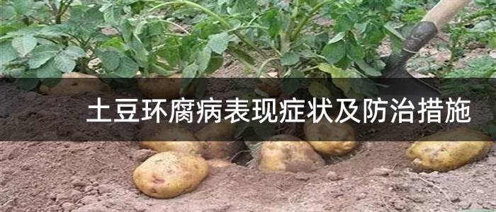 土豆环腐病表现症状及防治措施