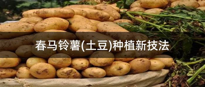 春马铃薯(土豆)种植新技法
