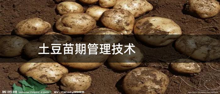 土豆苗期管理技术