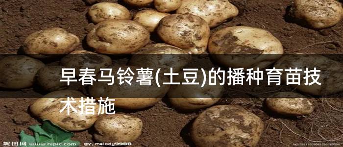 早春马铃薯(土豆)的播种育苗技术措施