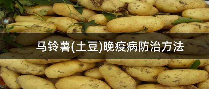 马铃薯(土豆)晚疫病防治方法