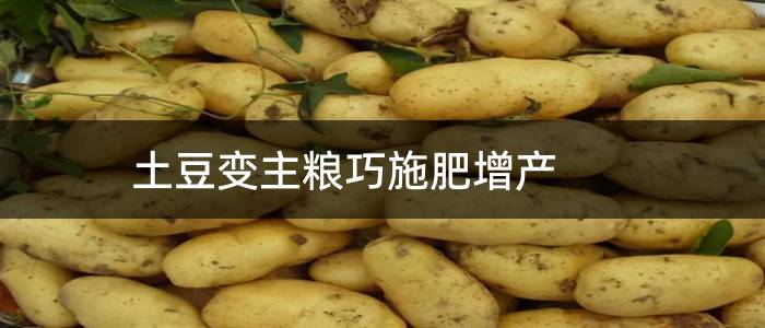 土豆变主粮巧施肥增产