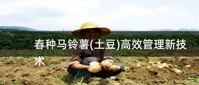 春种马铃薯(土豆)高效管理新技术
