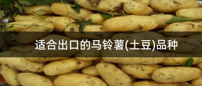适合出口的马铃薯(土豆)品种