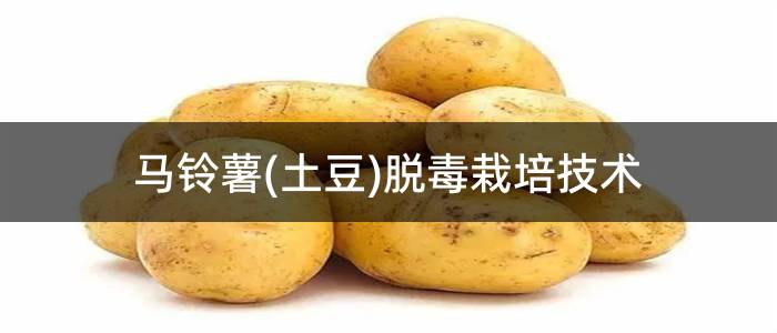 马铃薯(土豆)脱毒栽培技术