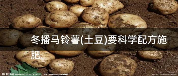 冬播马铃薯(土豆)要科学配方施肥