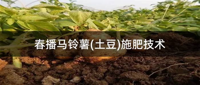 春播马铃薯(土豆)施肥技术