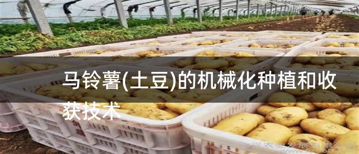 马铃薯(土豆)的机械化种植和收获技术