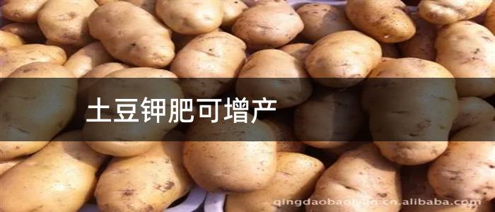 土豆钾肥可增产