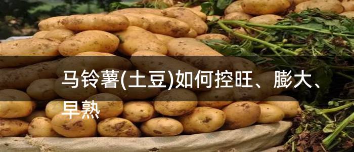 马铃薯(土豆)如何控旺、膨大、早熟