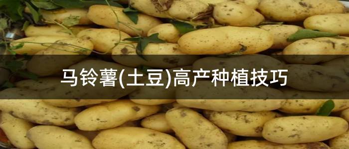 马铃薯(土豆)高产种植技巧