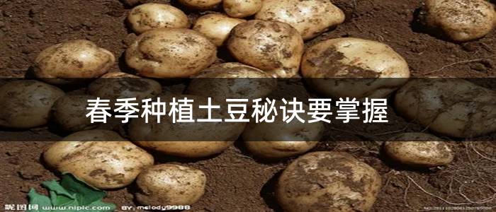 春季种植土豆秘诀要掌握