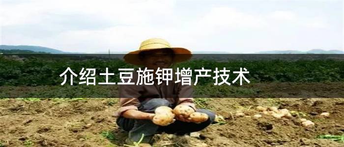 介绍土豆施钾增产技术