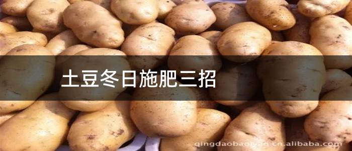 土豆冬日施肥三招