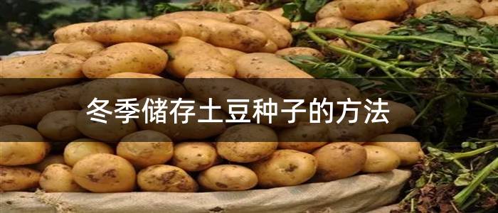冬季储存土豆种子的方法