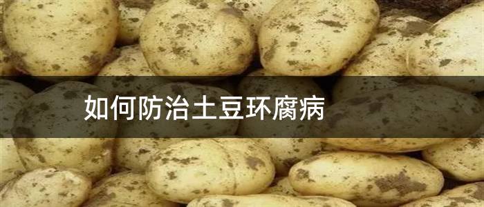 如何防治土豆环腐病