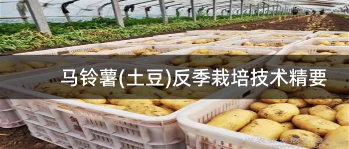 马铃薯(土豆)反季栽培技术精要