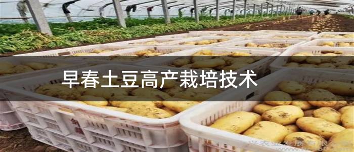 早春土豆高产栽培技术