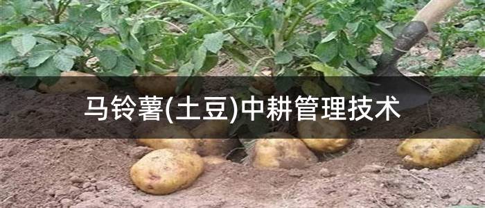 马铃薯(土豆)中耕管理技术