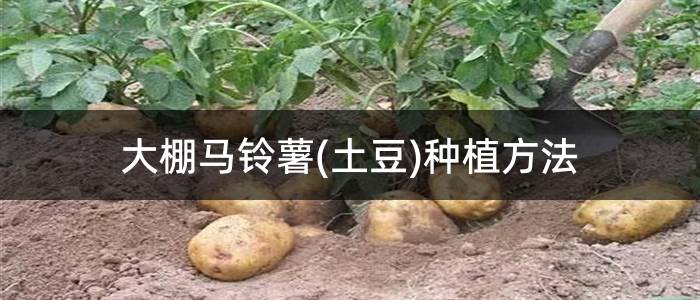 大棚马铃薯(土豆)种植方法