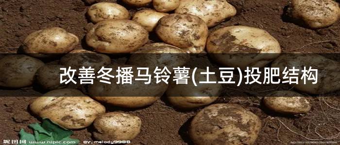 改善冬播马铃薯(土豆)投肥结构