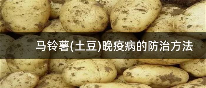 马铃薯(土豆)晚疫病的防治方法