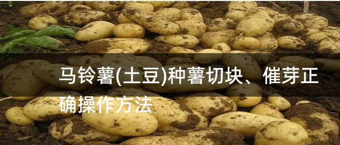 马铃薯(土豆)种薯切块、催芽正确操作方法
