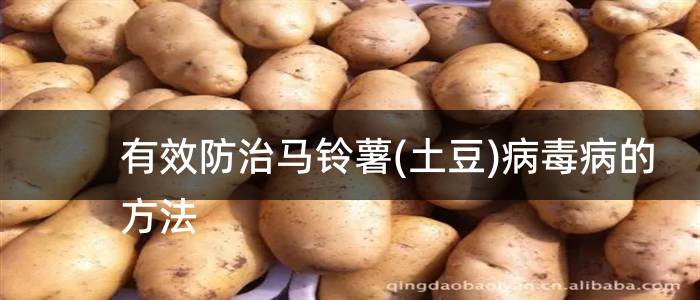 有效防治马铃薯(土豆)病毒病的方法