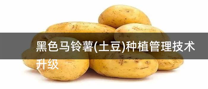 黑色马铃薯(土豆)种植管理技术升级