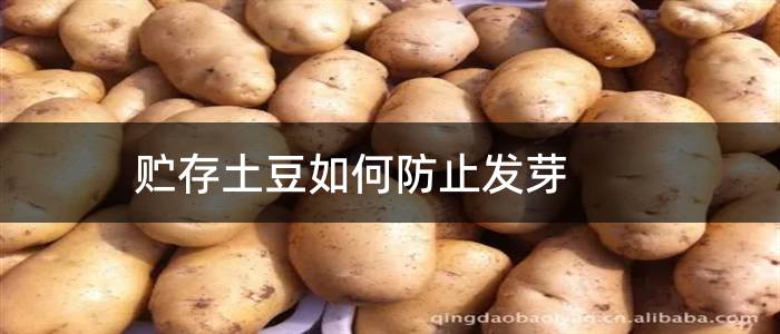 贮存土豆如何防止发芽