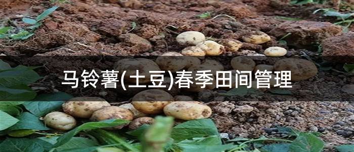 马铃薯(土豆)春季田间管理