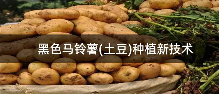 黑色马铃薯(土豆)种植新技术