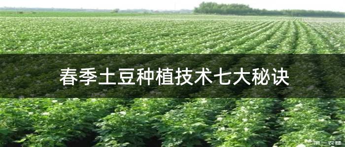 春季土豆种植技术七大秘诀