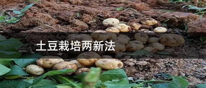 土豆栽培两新法