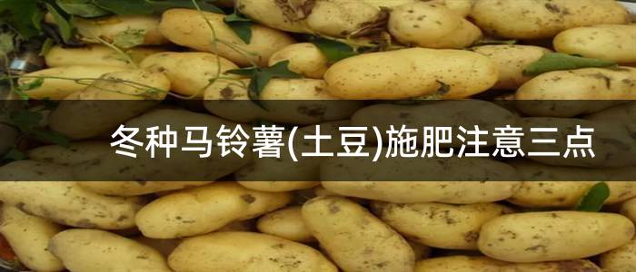 冬种马铃薯(土豆)施肥注意三点