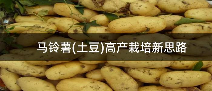 马铃薯(土豆)高产栽培新思路